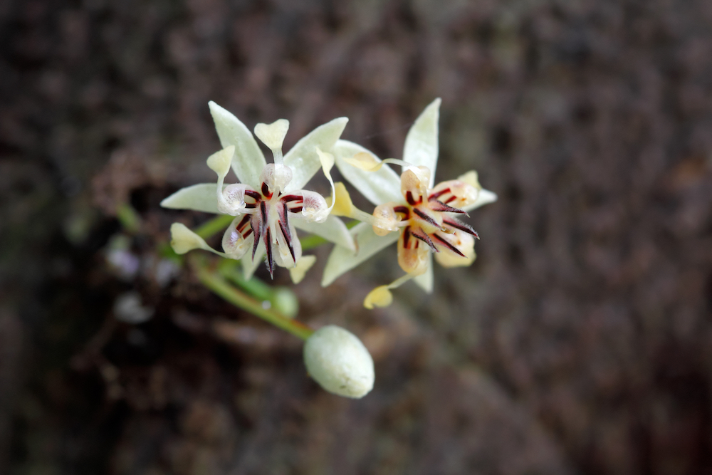 Close,Up,Cacao,Flowers,(theobroma,Cacao),On,Tree,Trunk:,The
